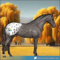Horse Color:Liver Chestnut Sabino Appaloosa 