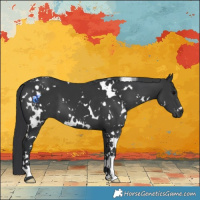 Horse Color:White Spotted Black