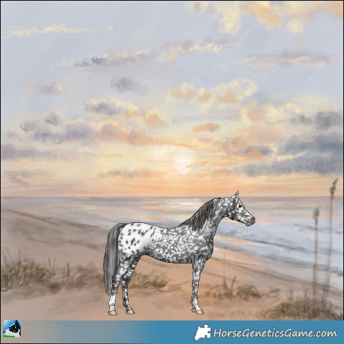 Horse Color:Black Appaloosa Rabicano 