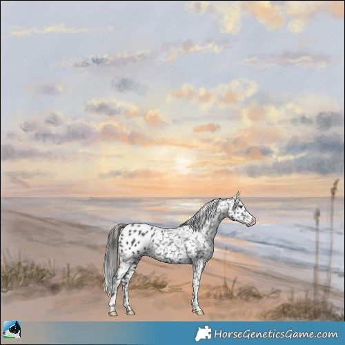 Horse Color:Black Appaloosa Rabicano