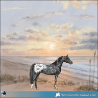 Horse Color:Black Appaloosa Rabicano