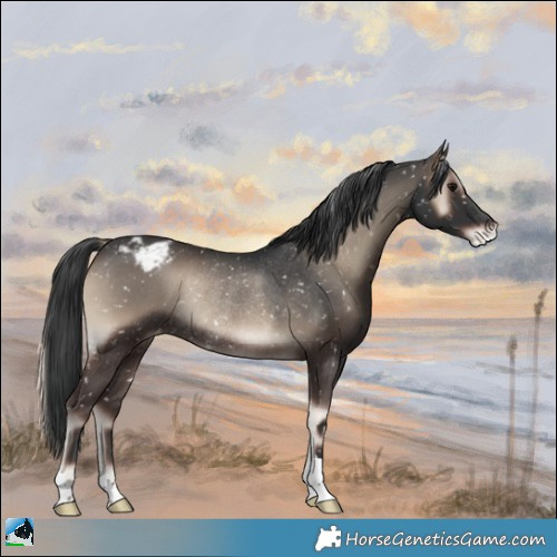 Horse Color:Blue Onyx Appaloosa Rabicano 