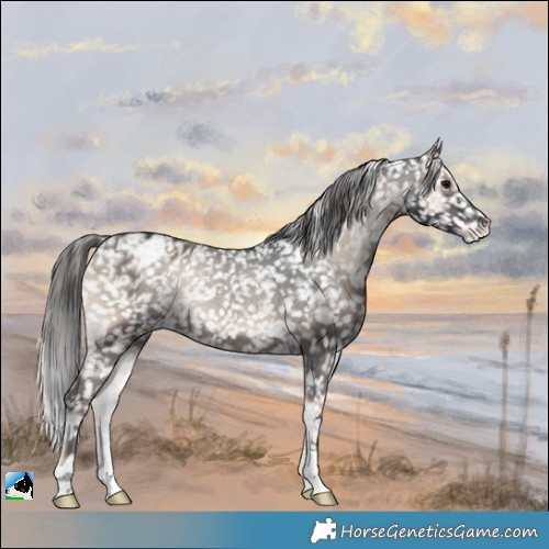 Horse Color:Blue Onyx Appaloosa Rabicano 