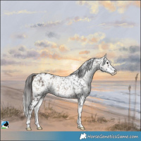 Horse Color:Blue Onyx Appaloosa Rabicano 