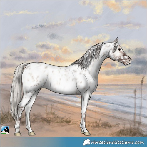 Horse Color:Silver Blue Onyx Roan Appaloosa Rabicano 