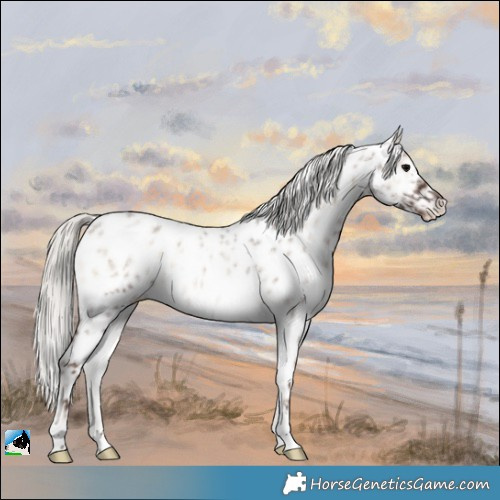 Horse Color:Silver Blue Onyx Roan Near Leopard Rabicano 