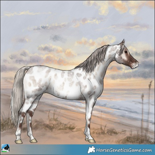 Horse Color:Silver Blue Onyx Roan Appaloosa Rabicano 