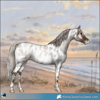 Horse Color:Silver Blue Onyx Roan Appaloosa Rabicano 