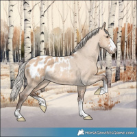 Horse Color:Silver Bay Dun Appaloosa