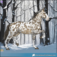 Horse Color:Buckskin Dun Splash Blanket 