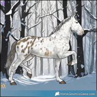 Horse Color:Buckskin Dun Splash Appaloosa 