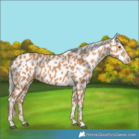 Horse Color:Chestnut Appaloosa