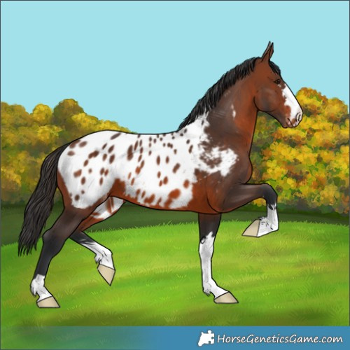 Horse Color:Brown Appaloosa