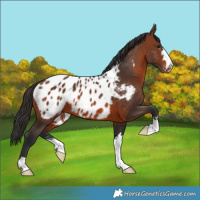 Horse Color:Brown Blanket 