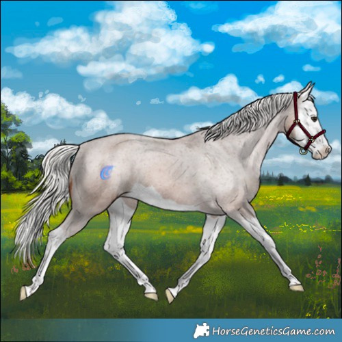 Horse Color:Silver Bay Splash Appaloosa 