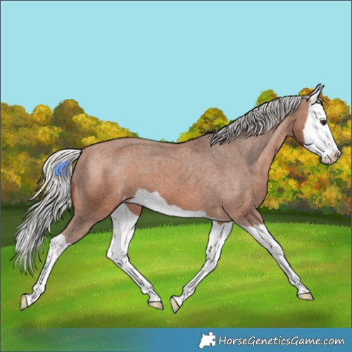 Horse Color:Silver Bay Splash Appaloosa 