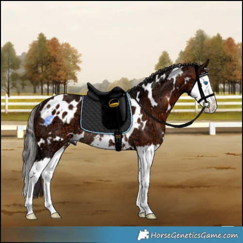 Horse Color:White Spotted Bay Ice Splash Rabicano 