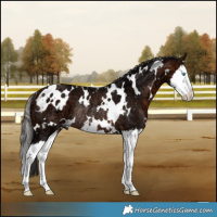 Horse Color:White Spotted Bay Ice Splash Rabicano 