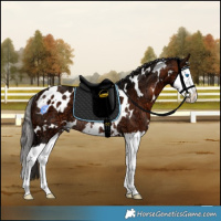 Horse Color:White Spotted Bay Ice Splash Rabicano