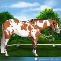 Horse Color:White Spotted Chocolate Bay Frame 