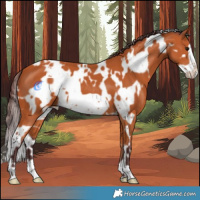 Horse Color:White Spotted Chocolate Bay Frame