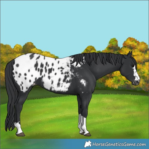 Horse Color:Black Appaloosa 