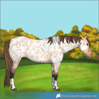 Horse Color:Bay Dun Tobiano Near Leopard 