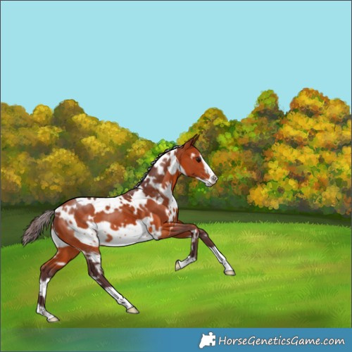 Horse Color:White Spotted Chocolate Bay Frame