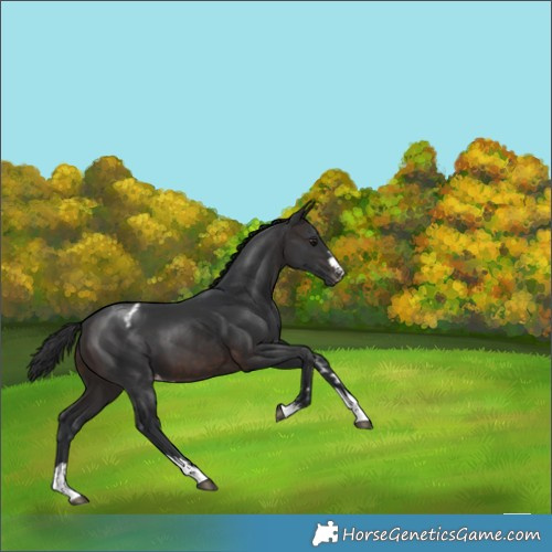 Horse Color:Brown Appaloosa 