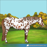 Horse Color:Chestnut Near Leopard 