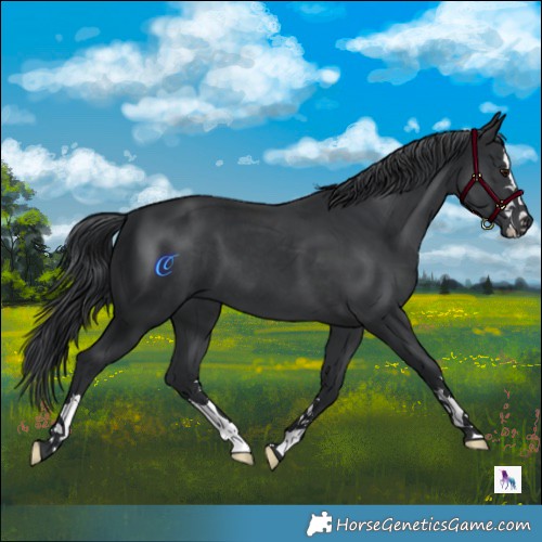 Horse Color:Black Chinchilla 