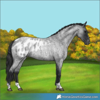 Horse Color:Blue Roan Appaloosa 