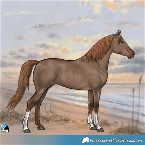 Horse Color:Liver Red Dun Tobiano