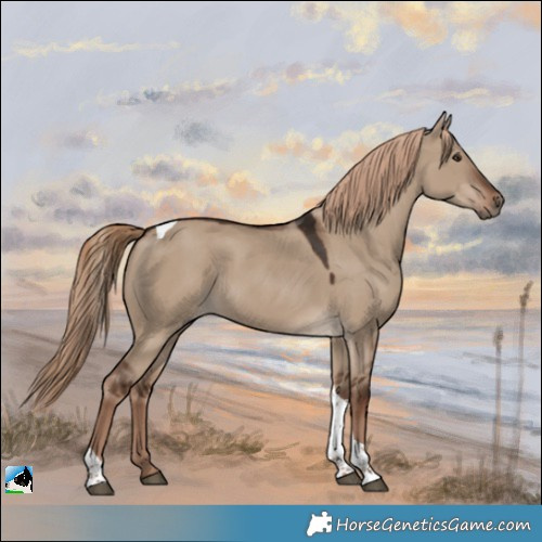 Horse Color:Liver Red Dun Tobiano
