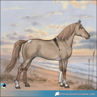 Horse Color:Liver Red Dun Tobiano 
