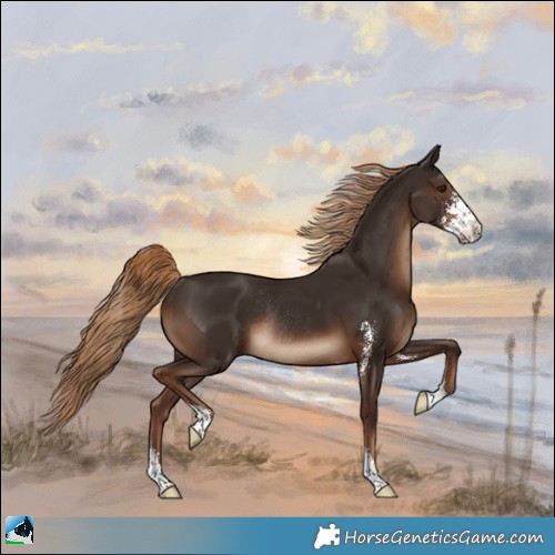 Horse Color:Liver Chestnut Sabino Rabicano 