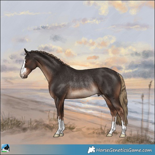 Horse Color:Liver Chestnut Rabicano 