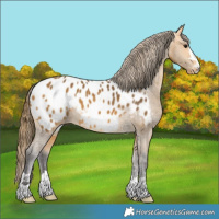 Horse Color:Buckskin Appaloosa 