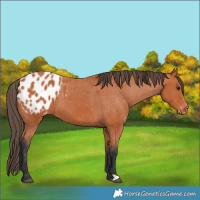 Horse Color:Bay Appaloosa
