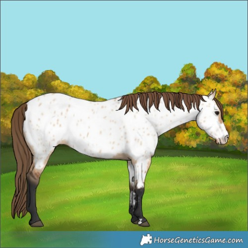 Horse Color:Bay Dun Appaloosa 