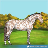 Horse Color:Bay Dun Appaloosa 
