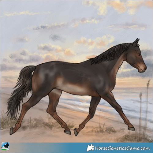Horse Color:Liver Chestnut Rabicano 