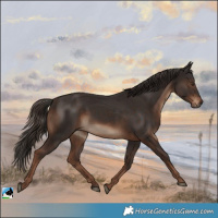 Horse Color:Liver Chestnut Rabicano