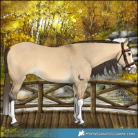 Horse Color:Buckskin Dun Splash 