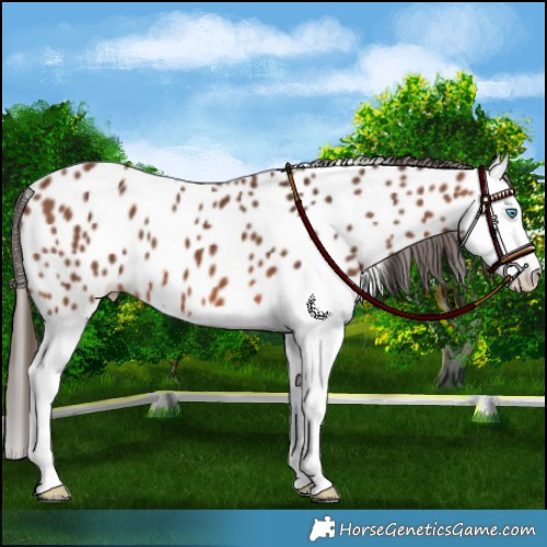 Horse Color:Bay Splash Leopard 