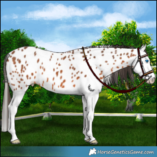Horse Color:Bay Splash Appaloosa