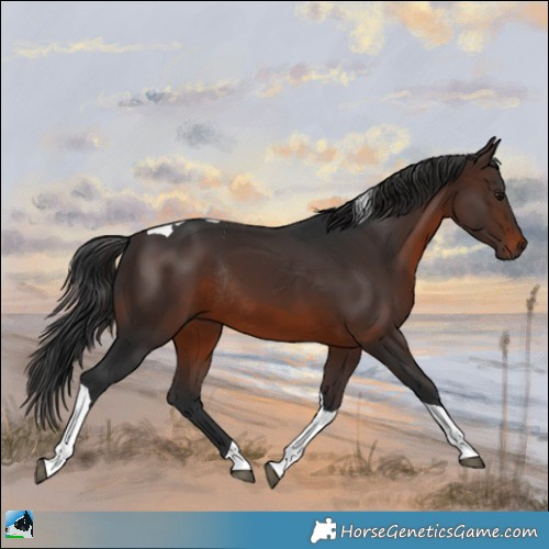 Horse Color:Brown Tobiano Rabicano