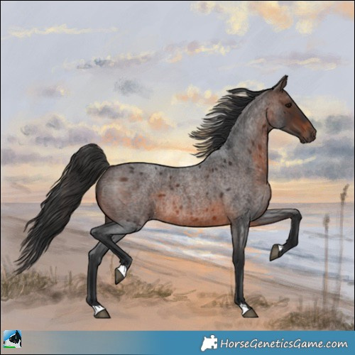 Horse Color:Brown Roan Rabicano