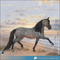 Horse Color:Brown Roan Rabicano