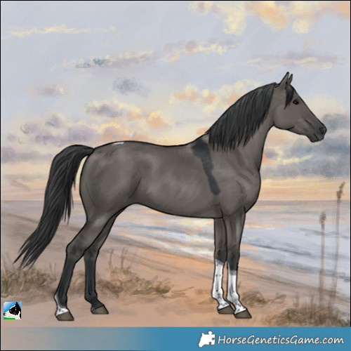 Horse Color:Grullo Tobiano